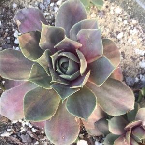 Meet your Posher, Jeana